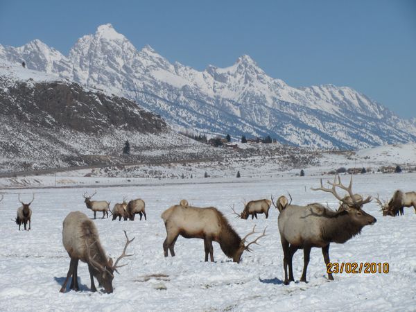 JHNordic National Elk Refuge Road   AHR0cHM6Ly9qaG5vcmRpYy5jb20vc3RhdGljbWVkaWEvbmF0aW9uYWwlMjBlbGslMjByZWZ1Z2UlMjByb2FkL0Vsa1JFZnVnZS1UYWdnYXJ0TGFrZXdsYWstMjNGRUIxMCUyMDAyNy5qcGc